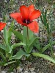 File:Tulipa turkestanica (<b>Liliaceae</b>) plant.jpg - Wikimedia Commons