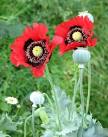 Oriental poppies gone wild - via Daymix