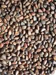 File:Siberian pine nuts-1.jpg - Wikipedia, the free encyclopedia