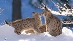 Wallpapers Big cats Lynx Eurasian Lynx Pair, Germany Animals Photo ...