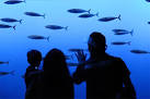 the Monterey Bay Aquarium, - via Daymix