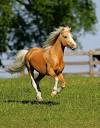 Top 5 Most Beautiful Horses For Kids | Pets - Exotic, Animals, Stories
