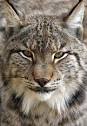 Welcome to Team LYNX!