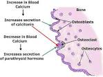 ENDOCRINE SYSTEM