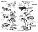 una <b>radiación</b> marsupial en