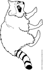 Raccoon coloring page
