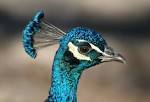 Common Peafowl, Pavo cristatus