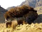 Could ground level heather be eaten to extinction by deer? - via Daymix