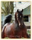 Arabian Horses | English Pleasure and Park Horses