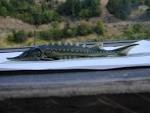 Green Sturgeon (Acipenser medirostris) — KS Wild