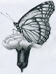 Butterfly Pencil Drawings