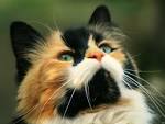 Cats Have Pride Free - Animal-Lovers Wallpaper (1344) Animal ...