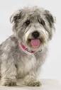 Glen of Imaal Terriers - Liberty's Glen of Imaal Terrier AKC ...