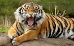 Tiger Pictures HD | HD Wallpapers Best