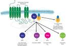 Pathway Slides &amp; Charts:Diversity of G Protein-Coupled Receptor Signal