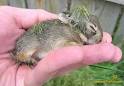 very cute rabbit