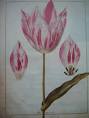 Archives: ITP 207: Tulip by Jacques de Gheyn II