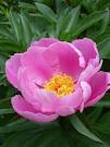 Chinese Peony <b>Paeonia</b>