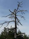 Lightning Strike. The Skeleton of a tree at the side of the Baudy Meg track - via Daymix