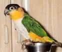 Black-headed Caique, Pionites melanocephala melanocephala