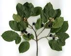 File:Rhamnus <b>frangula</b>.jpg