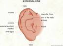External ear 
