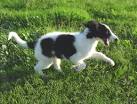 Borzoi Puppies For Sale | Borzoi Puppies | Borzoi Puppy Pictures ...