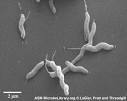 Campylobacter jejuni | Enfo
