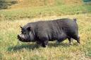 When Pigs Fly… » Melodee Aaron