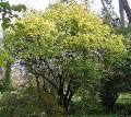 Oxford Botanic Garden <b>Poncirus</b>