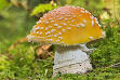Agaricomycetes - Wikipedia, the free encyclopedia