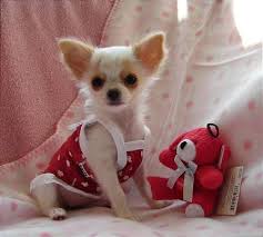  Puppy Chihuahua