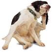 Why Do Dogs Scratch Carpet Before Laying Down