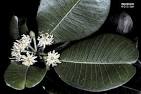 <b>Sapotaceae</b>