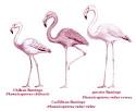 Flamingos