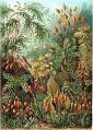 Moss - Wikipedia, the free encyclopedia