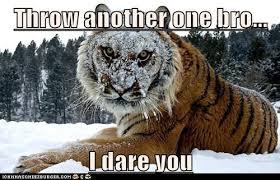 Speaking of cats...