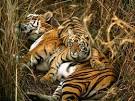 Bengal Tiger, Bengal Tiger Pictures, Bengal Tiger Facts - National ...
