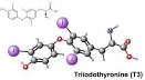 <b>Triiodothyronine</b>