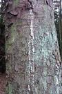 The sap or resin is used to - via Daymix