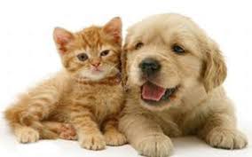 Bildergebnis für ‫سگ واقی وکربه واقی‬‎