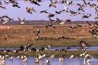 Impacts of Land Use Changes on Ecosystems - Canada Geese