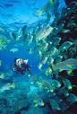 Scuba Diving Belize | Belize Scuba Lessons | Belize Scuba Diving ...