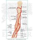 Brachial Artery - Elsevier Medical Artwork
