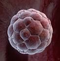 Embryonic Stem Cells Blastocyst