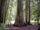 Ross Creek Giant Cedars Natural Area, Libby, Montana