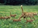 Cat Run