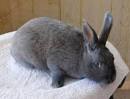 Silver Fox Rabbits | Whitmore Farm