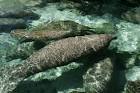 Florida manatee animals in - via Daymix