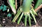 Corn Ain't All That Bad | The Arid Land Homesteaders League
